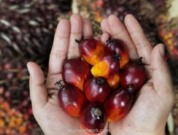 Indonesia Kuasai 60% Pasar Sawit Global, tapi Harga Masih Ditentukan Luar Negeri