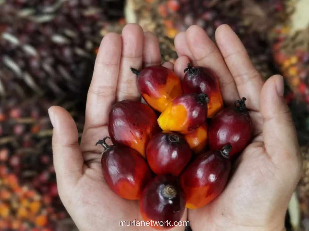 Indonesia Kuasai 60% Pasar Sawit Global, tapi Harga Masih Ditentukan Luar Negeri