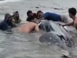 Hiu Tutul Raksasa 15 Meter Terdampar di Lamongan, Warga Gotong Royong Kembalikan ke Laut