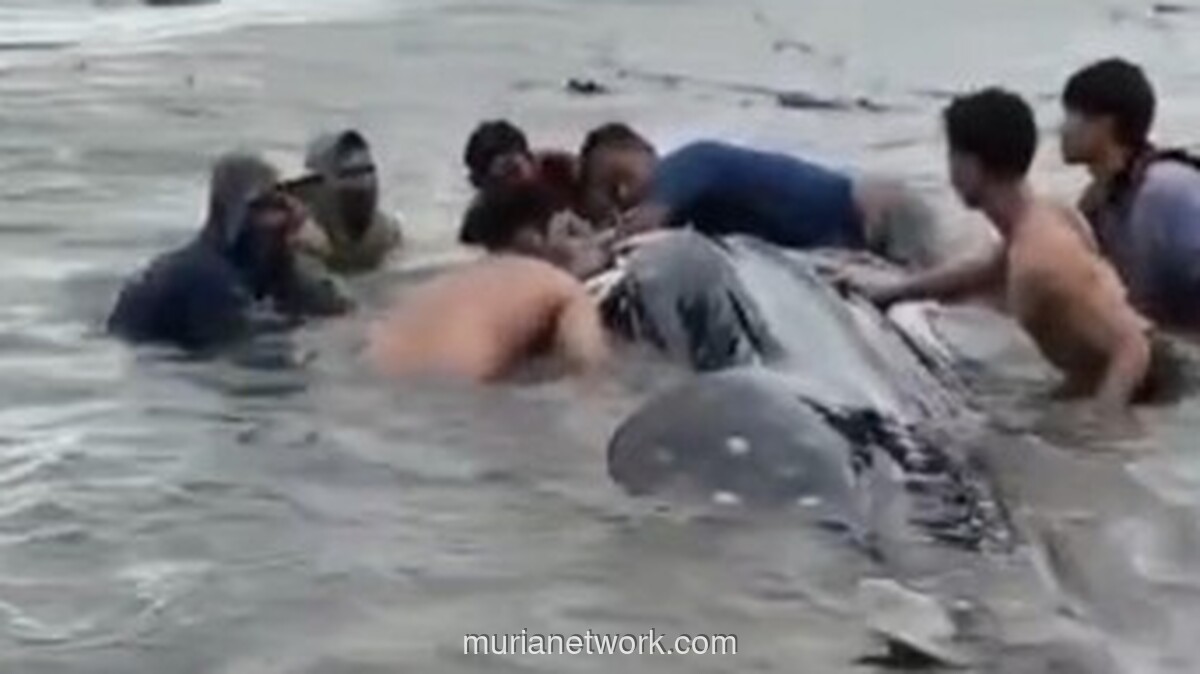 Hiu Tutul Raksasa 15 Meter Terdampar di Lamongan, Warga Gotong Royong Kembalikan ke Laut