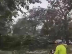 Hujan Deras dan Angin Kencang di Bekasi Tumbangkan Pohon, Rusak Rumah, dan Lumpuhkan Jalan