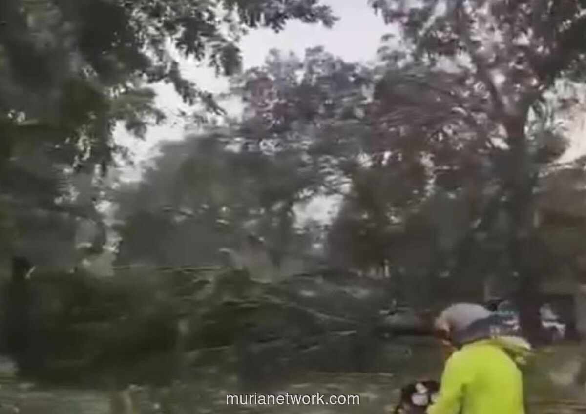 Hujan Deras dan Angin Kencang di Bekasi Tumbangkan Pohon, Rusak Rumah, dan Lumpuhkan Jalan