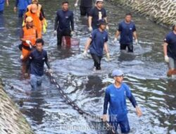 BRIN Peringatkan Bahaya Ikan Sapu-Sapu: Invasif dan Berpotensi Mengandung Logam Berat