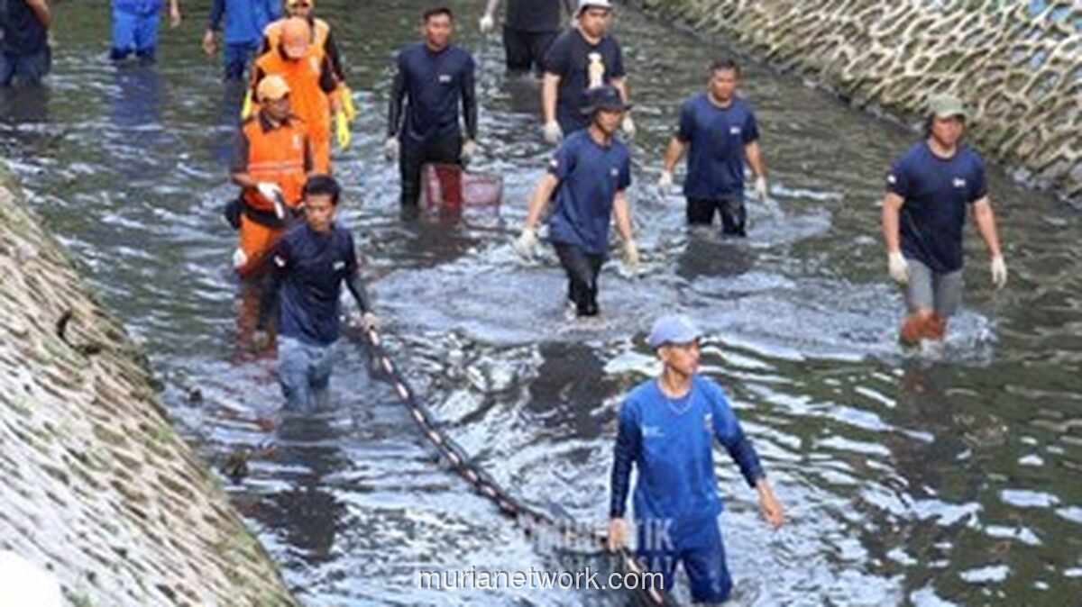 BRIN Peringatkan Bahaya Ikan Sapu-Sapu: Invasif dan Berpotensi Mengandung Logam Berat