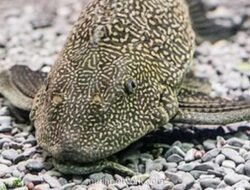 Ledakan Populasi Ikan Sapu-sapu Ancam Ekosistem Perairan Indonesia