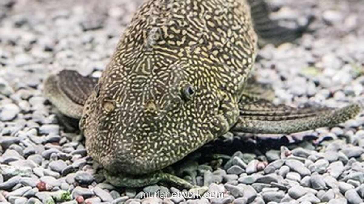 Ledakan Populasi Ikan Sapu-sapu Ancam Ekosistem Perairan Indonesia