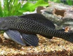 Pemprov DKI Gelar Aksi Serentak Bersihkan Ikan Sapu-sapu yang Berbahaya