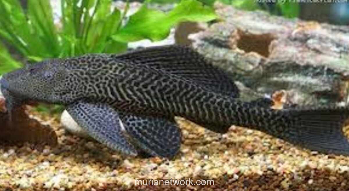 Pemprov DKI Gelar Aksi Serentak Bersihkan Ikan Sapu-sapu yang Berbahaya