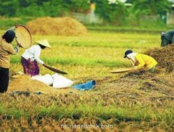 Menteri Pertanian Bantah Data Swasembada Beras Rekayasa, Beberkan Kebijakan Pompanisasi hingga Cetak Sawah