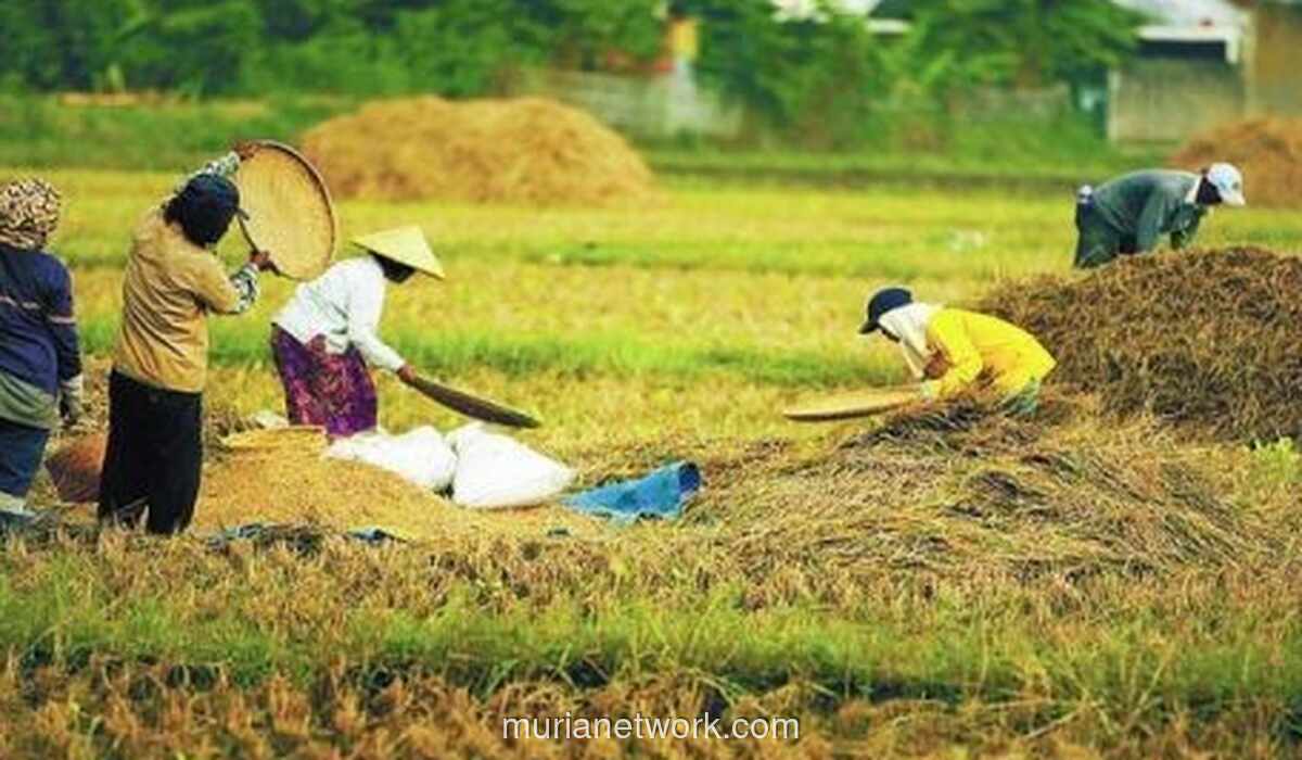 Menteri Pertanian Bantah Data Swasembada Beras Rekayasa, Beberkan Kebijakan Pompanisasi hingga Cetak Sawah