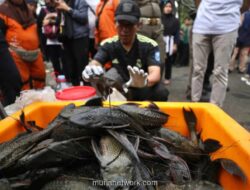 Pemprov DKI Angkat 7 Ton Ikan Sapu-Sapu untuk Jaga Ekosistem Sungai