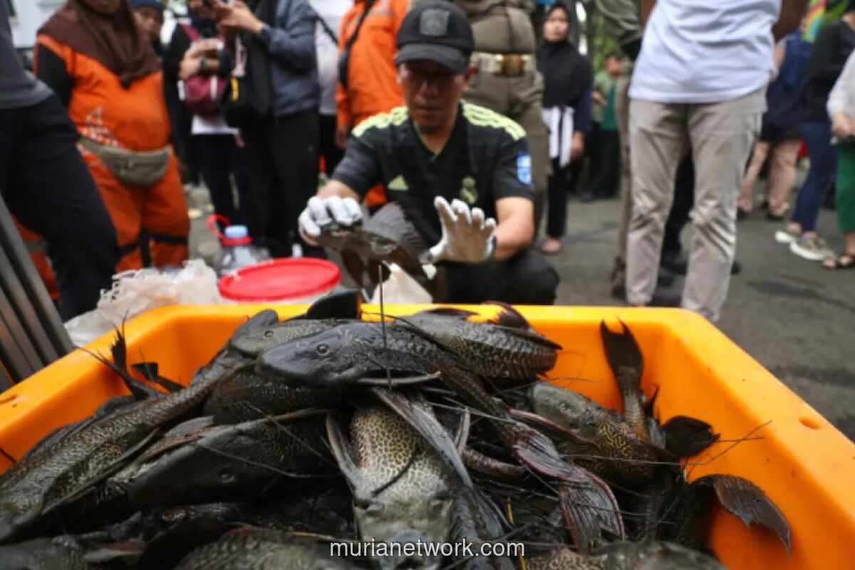 Pemprov DKI Angkat 7 Ton Ikan Sapu-Sapu untuk Jaga Ekosistem Sungai
