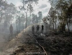 BMKG Peringatkan El Nino Godzilla, Lahan Gambut Jadi Fokus Mitigasi