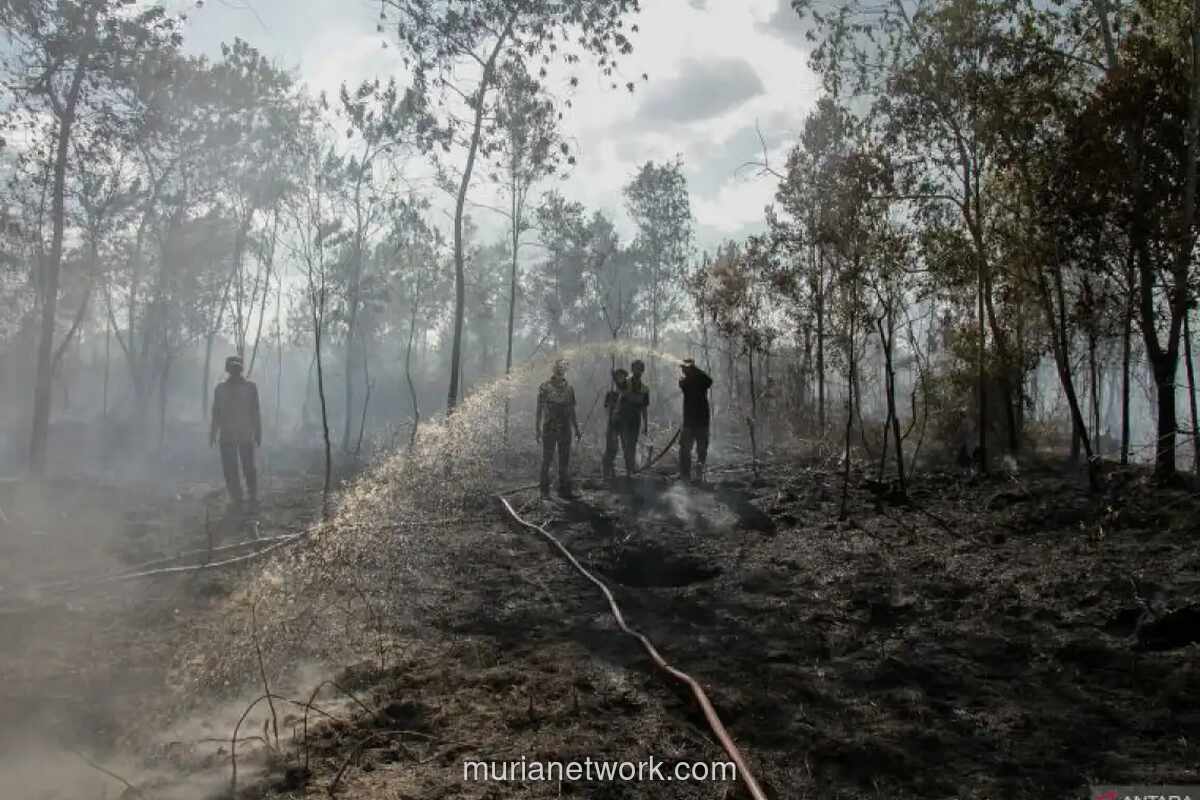 BMKG Peringatkan El Nino Godzilla, Lahan Gambut Jadi Fokus Mitigasi