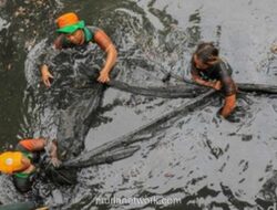 Pemprov DKI Tangkap 68 Ribu Ekor Ikan Sapu-sapu dalam Satu Hari