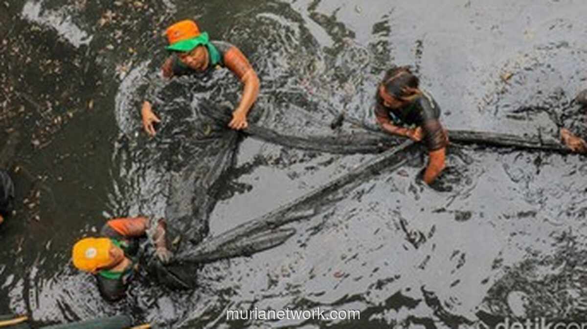 Pemprov DKI Tangkap 68 Ribu Ekor Ikan Sapu-sapu dalam Satu Hari