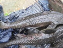 Pemprov DKI Masih Cari Metode Efektif Tangani Ledakan Populasi Ikan Sapu-sapu