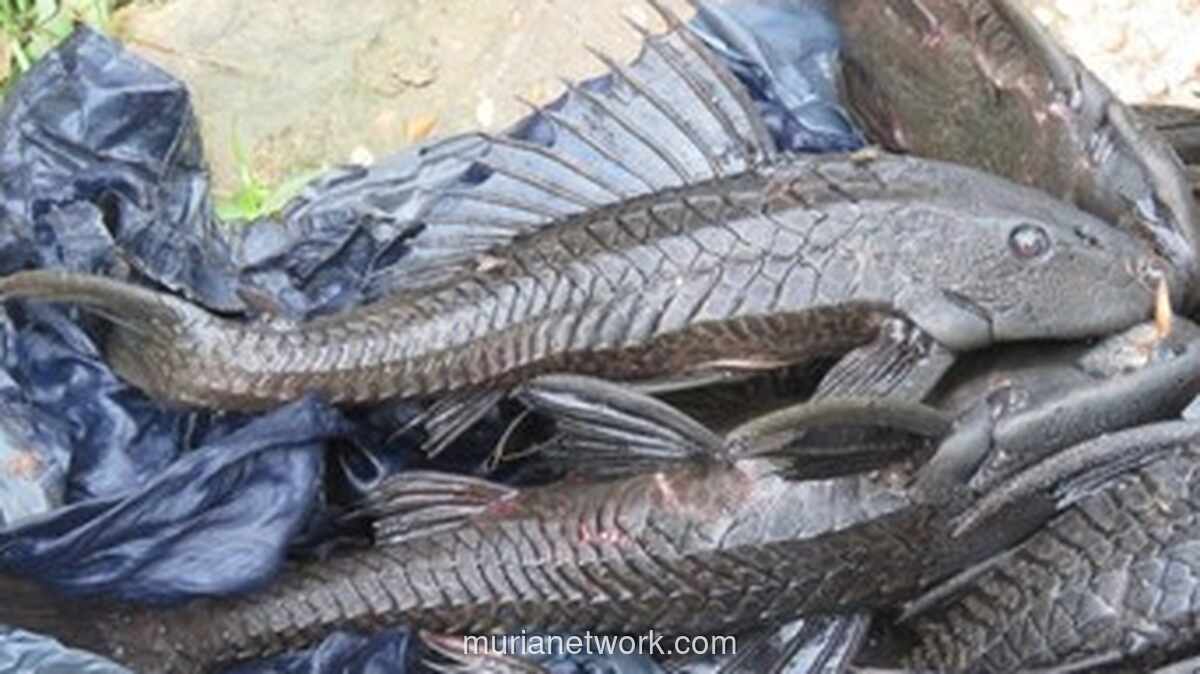 Pemprov DKI Masih Cari Metode Efektif Tangani Ledakan Populasi Ikan Sapu-sapu