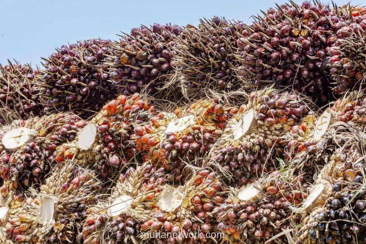 Analis Proyeksikan Harga CPO Naik Didorong Kebijakan B50 Mulai 2026