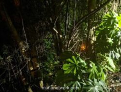 Perempuan Diduga Lompat ke Jurang di Bogor Usai Cekcok dengan Pria, Pencarian Masih Nihil