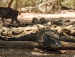 Dua Warga NTT Diamankan Usai Curi Komodo untuk Dikirim ke Thailand