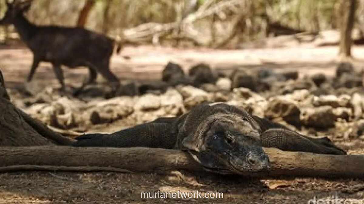 Dua Warga NTT Diamankan Usai Curi Komodo untuk Dikirim ke Thailand