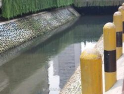 Upaya Pembersihan Ikan Sapu-sapu di Kali Cideng Belum Sepenuhnya Berhasil