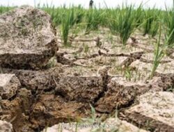 Kekeringan Parah Landa Korea Utara, Pemerintah Kerahkan Upaya Penyelamatan Tanaman