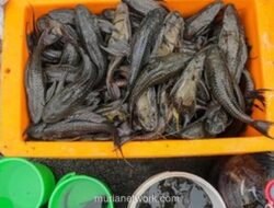 DKI Musnahkan 7 Ton Ikan Sapu-sapu Diduga Tercemar Logam Berat