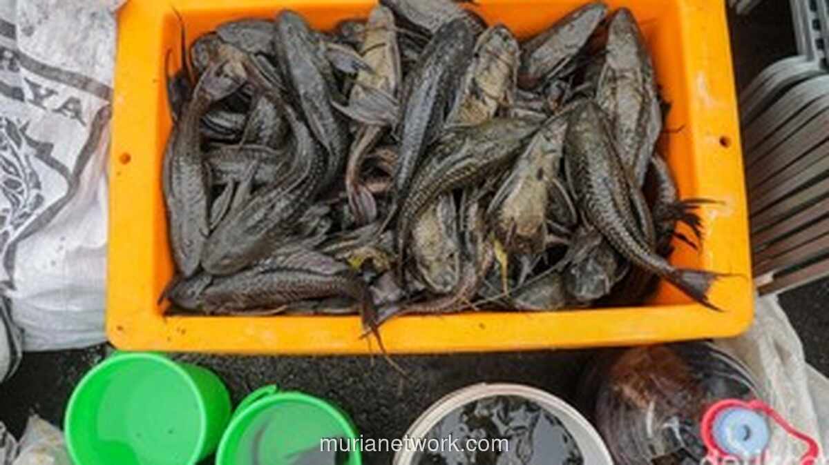 DKI Musnahkan 7 Ton Ikan Sapu-sapu Diduga Tercemar Logam Berat