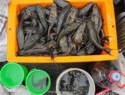 Kepala DKP DKI Pastikan 7 Ton Ikan Sapu-sapu Dimusnahkan, Tak Ada Penyalahgunaan