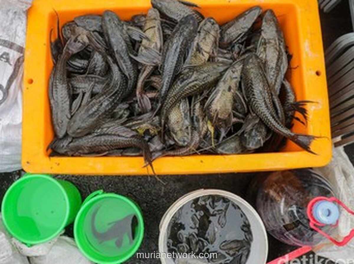 Kepala DKP DKI Pastikan 7 Ton Ikan Sapu-sapu Dimusnahkan, Tak Ada Penyalahgunaan