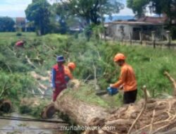 Hujan Deras dan Angin Kencang Tumbangkan Puluhan Pohon Besar di Lima Desa Cianjur
