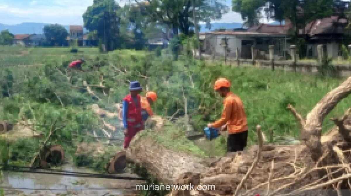 Hujan Deras dan Angin Kencang Tumbangkan Puluhan Pohon Besar di Lima Desa Cianjur