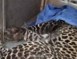 Macan Tutul Terjerat Perangkap Babi di Puncak, Dievakuasi ke Taman Safari