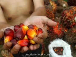 Ekspor CPO Indonesia Melonjak 26,4%, Namun Konflik Timur Tengah Ancam Permintaan Global