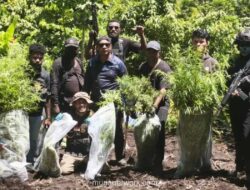 Polisi Bongkar Ladang Ganja 974 Batang di Pedalaman Mamberamo Tengah