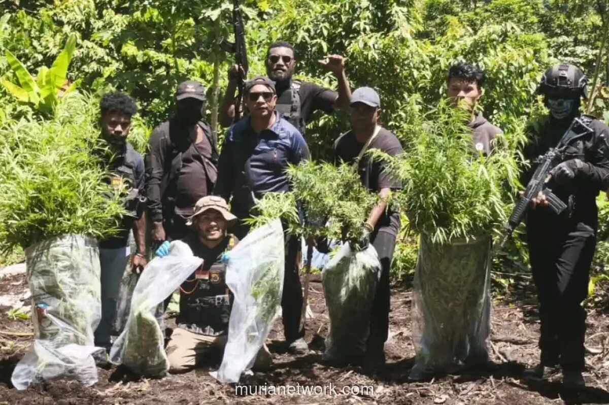 Polisi Bongkar Ladang Ganja 974 Batang di Pedalaman Mamberamo Tengah