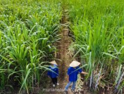 Merger Gula PTPN dan ID Food Ditargetkan Rampung Semester II 2026