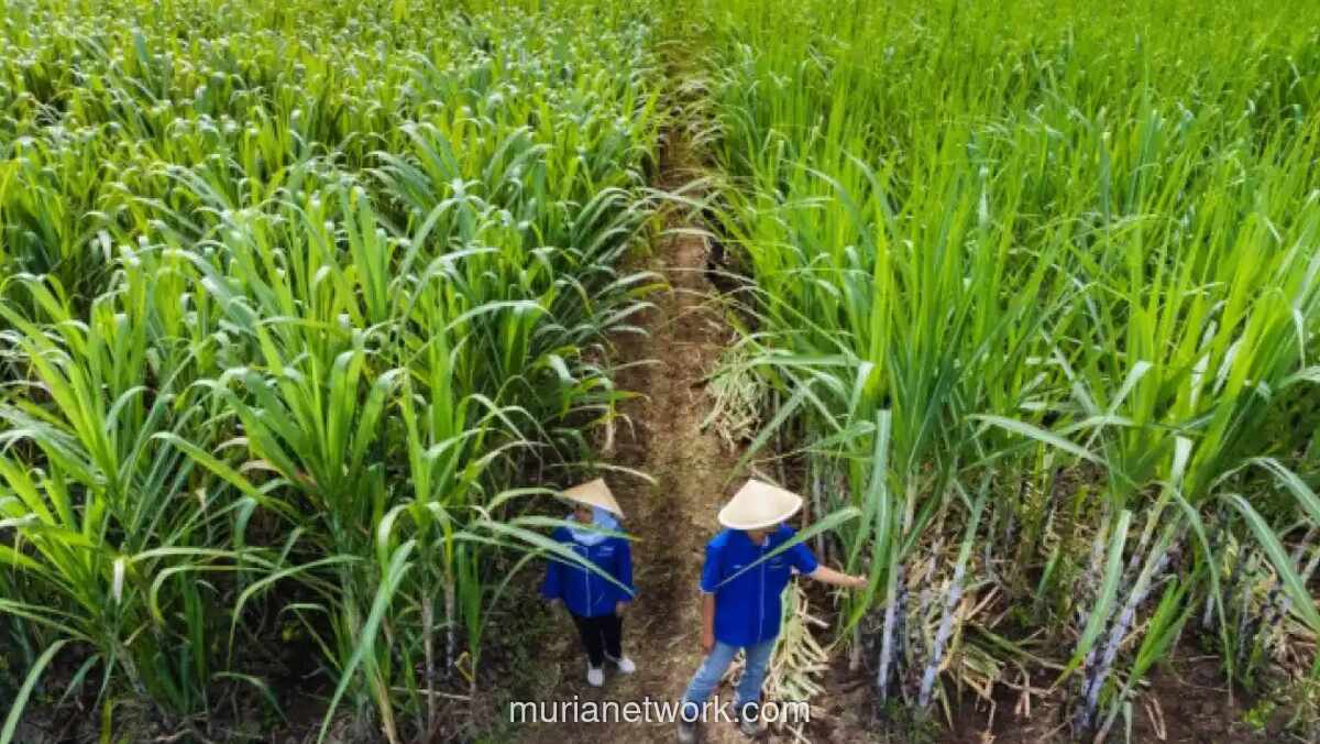 Merger Gula PTPN dan ID Food Ditargetkan Rampung Semester II 2026