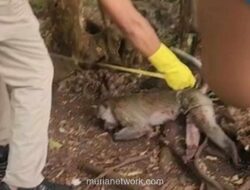 Balita Tewas Diserang Monyet Peliharaan di Pamekasan