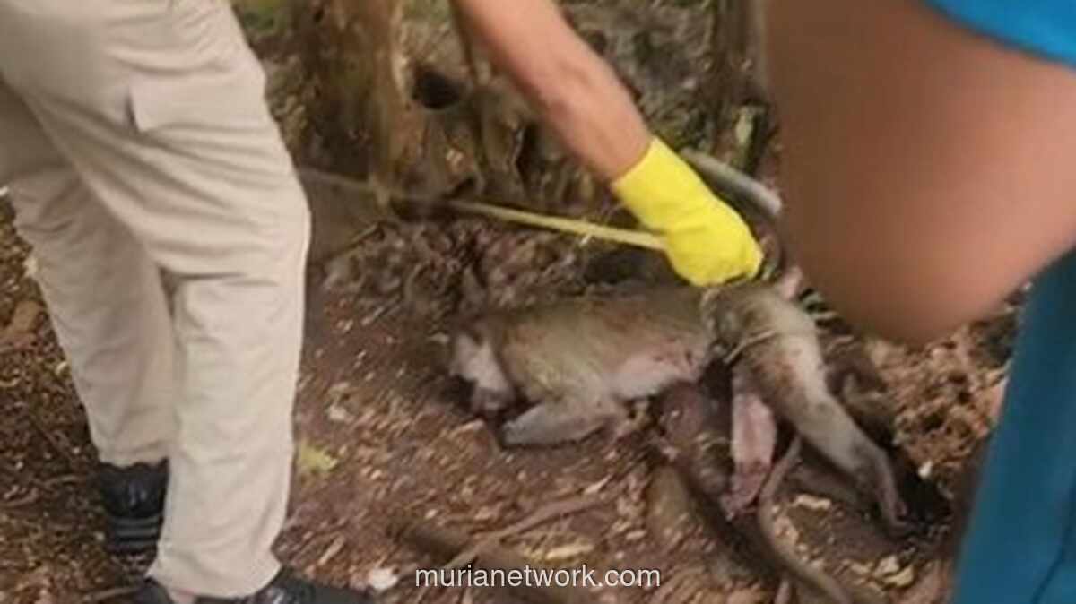 Balita Tewas Diserang Monyet Peliharaan di Pamekasan