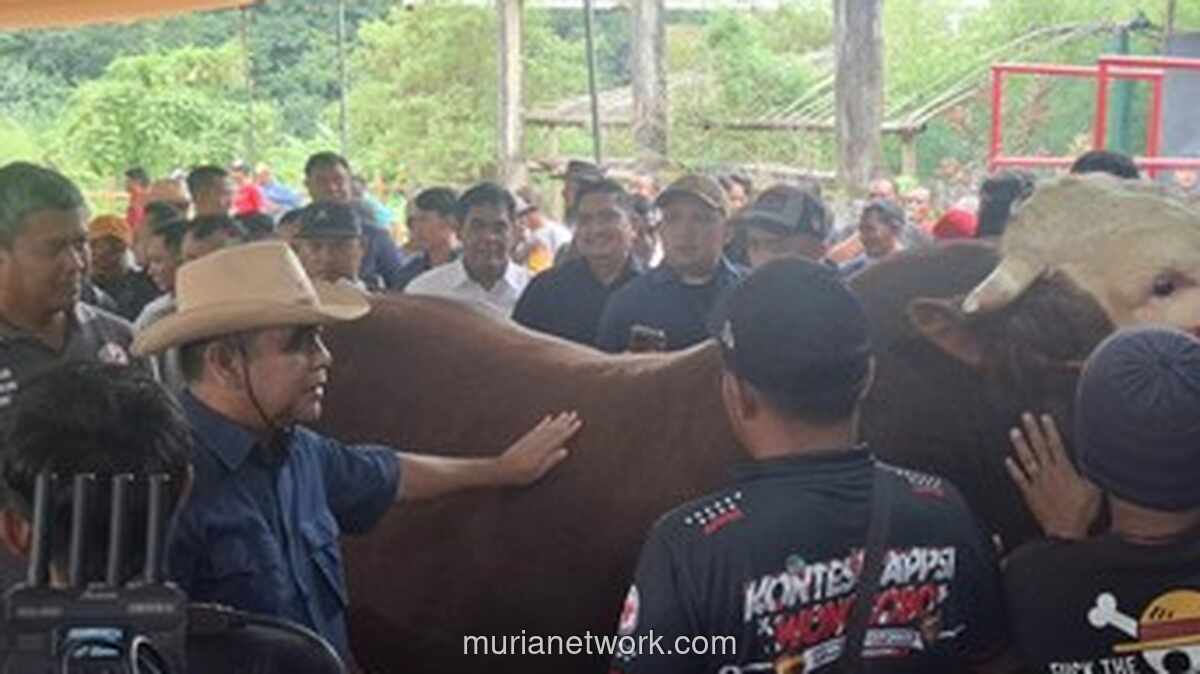 Ketua MPR Buka Kontes Sapi APPSI di Wonosobo, Sebut Idul Adha Jadi Jackpot Peternak