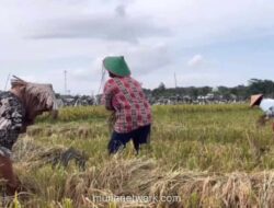 NTP Bangka Belitung Naik Tipis ke 154,86 di Maret 2026, Biaya Produksi Masih Tekan