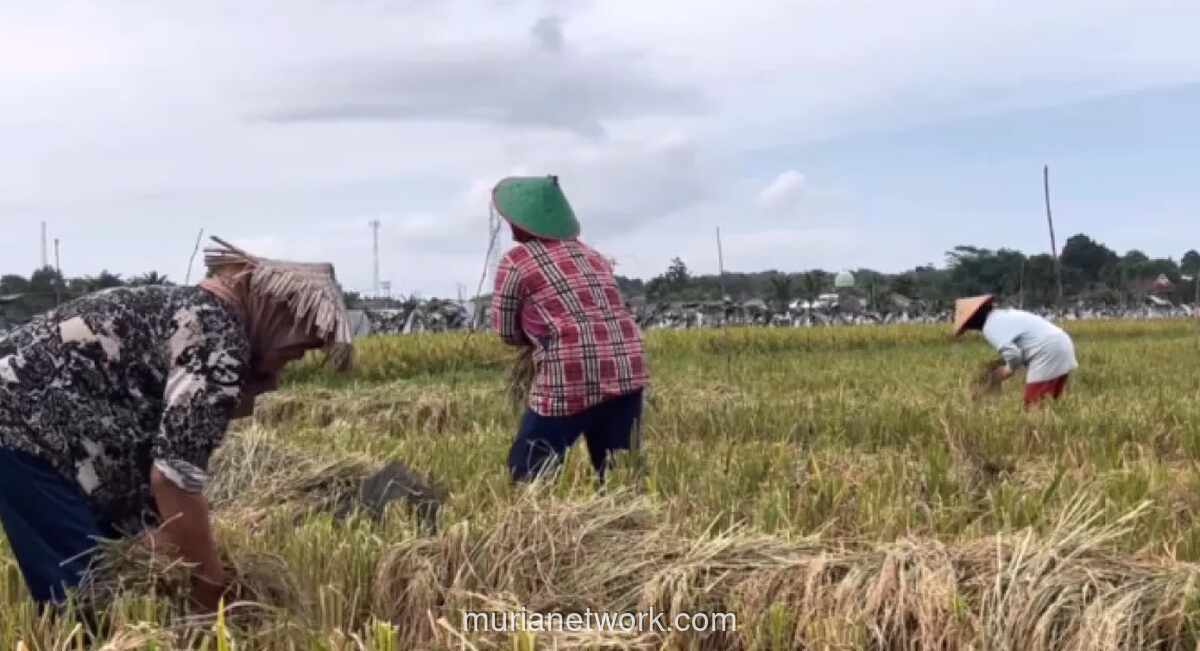 NTP Bangka Belitung Naik Tipis ke 154,86 di Maret 2026, Biaya Produksi Masih Tekan