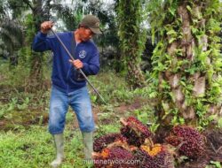 Ahli IPB: Limbah Cair Sawit Bisa Kurangi Ketergantungan Impor Pupuk