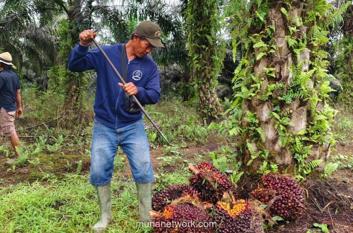 Ahli IPB: Limbah Cair Sawit Bisa Kurangi Ketergantungan Impor Pupuk