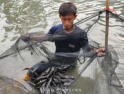 Jakarta Barat Kubur 234 Kilogram Ikan Sapu-sapu, Petugas Kesulitan Basmi Telur di Lubang Turap