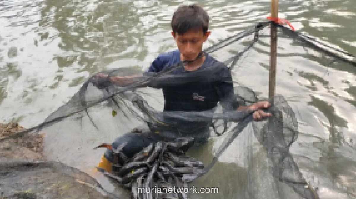 Jakarta Barat Kubur 234 Kilogram Ikan Sapu-sapu, Petugas Kesulitan Basmi Telur di Lubang Turap