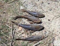 Jaksel Gelar Operasi Tangkap dan Musnah Ikan Sapu-sapu di Setu Babakan